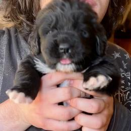 Newfoundland Puppies from Black Lions Newfoundlands