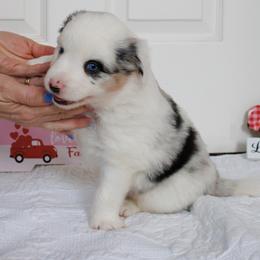 Boy 3 - Blue merle male Australian Shepherd puppy in Burkesville, Kentucky from Bline’s Awesome Aussies & Doxies at the Bline Family Farm
