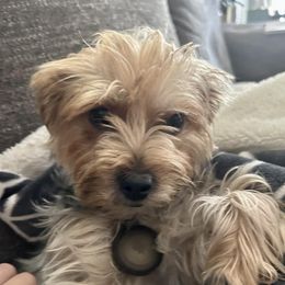 Sadie - Yorkshire Terrier