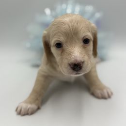 Light ee cream female - Cream female Dachshund puppy in North Branch, Michigan from Doxie View Acres
