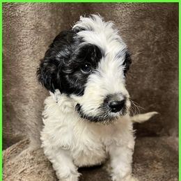 Goldendoodle Puppies from Roch Dog Ranch