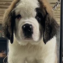 Girl 3 - Saint Bernard puppy in Clearfield County, Pennsylvania from Keystone Saints