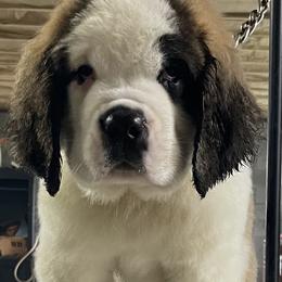 Girl 3 - Saint Bernard puppy in Clearfield County, Pennsylvania from Keystone Saints
