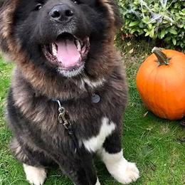 Akita from Ursa Major Akitas