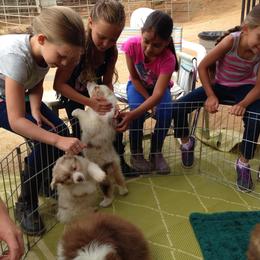 Australian Shepherd Puppies from Triple MMM Kennel