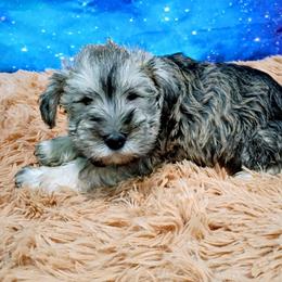 Helios - Liver male Miniature Schnauzer puppy in Neosho, Missouri from Star Light Pups