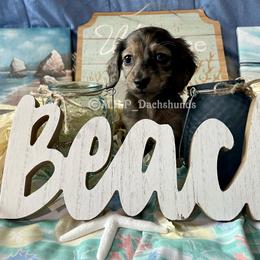Dachshund Puppies from M.H.P Dachshunds