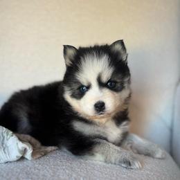Girl 3 - Black and white female Pomsky puppy in Mesa, Arizona from Platinum Pomskies
