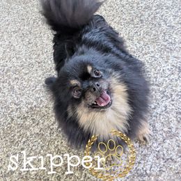 Skipper - Black and tan female Pomeranian puppy in Westphalia, Kansas from Prairie Ridge Kennel