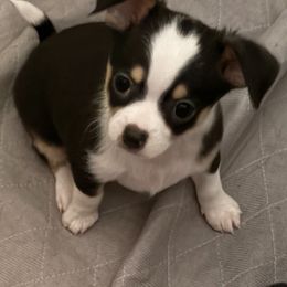 Peter - Black and white male Chihuahua puppy in Scranton, Pennsylvania from Grammy Farm