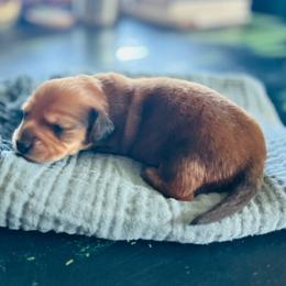 Nigel-AKC . PRA clear - Red male Dachshund puppy in Dover, Oklahoma from Freckles and Furballs