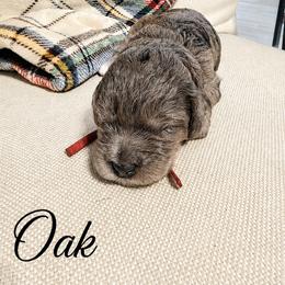 Oak - Merle male Saint Berdoodle puppy in Garland, Texas from Brewer's Doodles and French Bulldogs