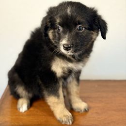 Zena - Black tri female Miniature American Shepherd puppy in Eugene, Oregon from AKC Emerald Valley Minis