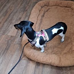 Dachshunds from Highview Farm