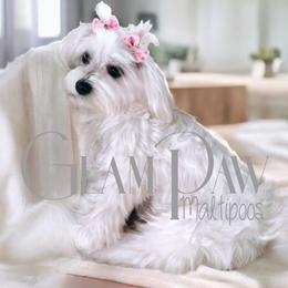 Montana - Maltese