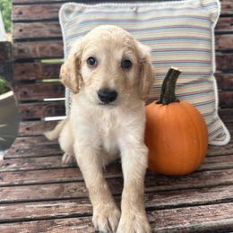 Freedom - Cream male Goldendoodle puppy in Pensacola, Florida from Goldendoodles Love You in Pensacola Friend Edition