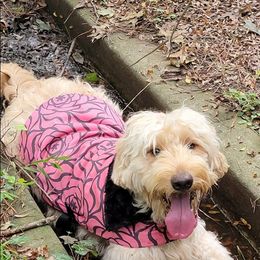 Goldendoodle Puppies from Bowman of the house Doodle
