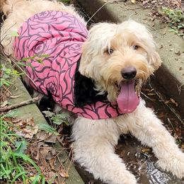 Goldendoodle Puppies from Bowman of the house Doodle