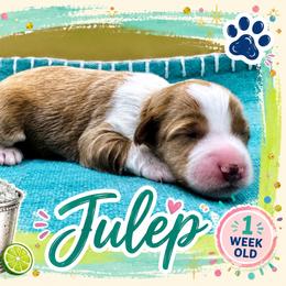 Julep - Apricot female Goldendoodle puppy in Hendersonville, North Carolina from Kim's Cove
