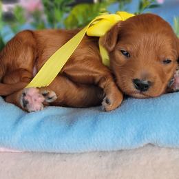Oakley - Red  male Goldendoodle puppy in Warrior, Alabama from Elite Goldendoodles and Bernedoodles
