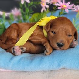 Oakley - Red  male Goldendoodle puppy in Warrior, Alabama from Elite Goldendoodles and Bernedoodles