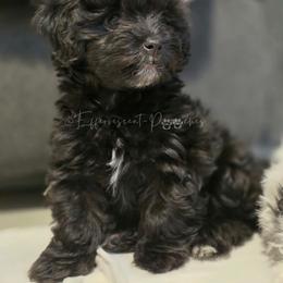 Victoria - Black female Yorkipoo puppy in Coolidge, Arizona from Effervescent-Pooches