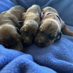 Girl 6 - Tawny Briard puppy in Spring Grove, Pennsylvania from Briards De Bejaune