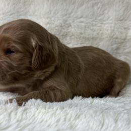 New York aka York - Red  male Goldendoodle puppy in Cleveland, Georgia from The O.G. Doodles