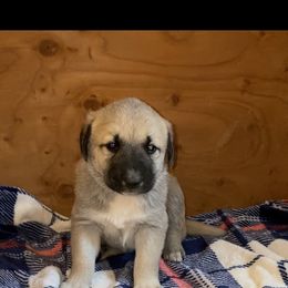 Anatolian Shepherd Dog, Aussiedoodle, and Scottish Terrier Puppies from Lee Valley Scotties