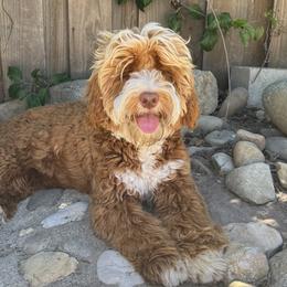 Russell - Australian Labradoodle
