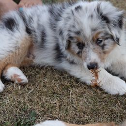 Australian Shepherd Puppies from Lake Creek Aussies