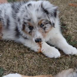 Australian Shepherd Puppies from Lake Creek Aussies