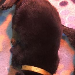 Yellow collar - Black and mahogany female Rottweiler puppy in Hermitage, Tennessee from Morris Rottweilers