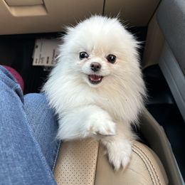 Boba - Pomeranian