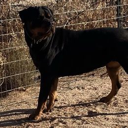 Elektra - Rottweiler