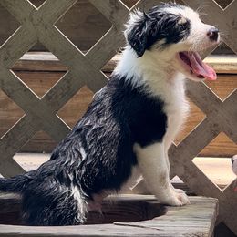 FRANCOIS - Black and white male Border Collie puppy in New Bern, North Carolina from New Bern Border Collies