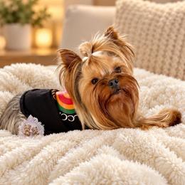 Onyx - Yorkshire Terrier
