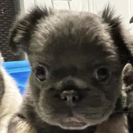 French Bulldogs from Legendary French Pups