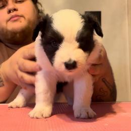 Cricket - Black male Border Collie puppy in Concord, Vermont from White Rabbit Border Collies