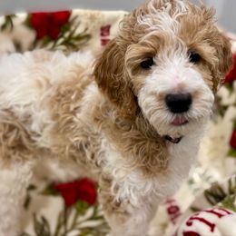 ELSA - Parti female Goldendoodle puppy in Maricopa, Arizona from AZ Designer Goldendoodles