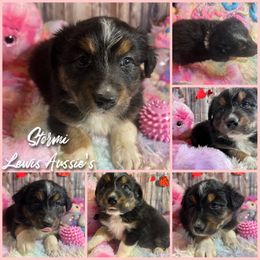 Australian Shepherd and Pembroke Welsh Corgi Puppies from Lewis Aussie’s & Corgi’s