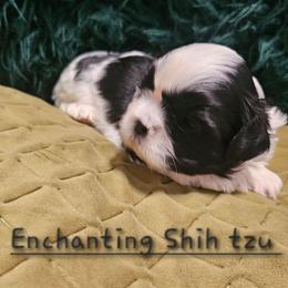 Akc Teddy - Black and white male Shih Tzu puppy in Dexter, Kentucky from Enchanting Shih tzu