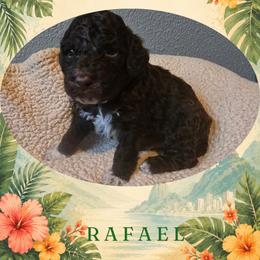 Boy 5 - Brown male Lagotto Romagnolo puppy in Salida, California from Harper's Lagotti