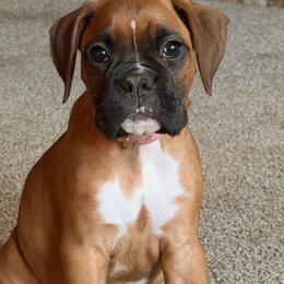 Katniss Everdeen (Katniss) - Fawn female Boxer puppy in Georgia from Stephanie’s Boxers