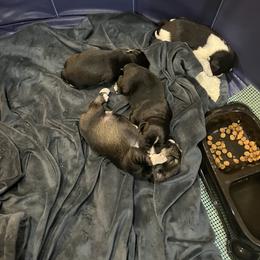 Miniature Schnauzer Puppies from DBee's Darlings