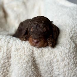 Brown phantom abstract - Brown female Bernedoodle puppy in Spring, Texas from At The Cross Kennel