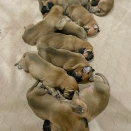Girl 1 - Red female Bloodhound puppy in Paoli, Indiana from Houndsarunning Bloodhounds