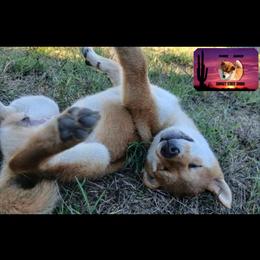 Shiba Inu Puppies from Sunset State Shiba