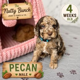 Pecan - Merle male Goldendoodle puppy in Miami, Florida from Jade’s Paws & Co. Of Miami LLC
