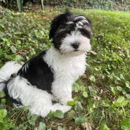 Clover - Black and white female Havanese puppy in Warrenton, Virginia from Dearheart Havanese